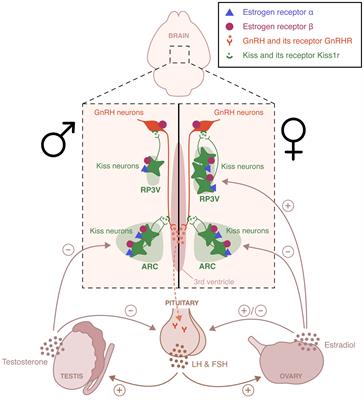 Reproductive function and behaviors: an update on the role of neural estrogen receptors alpha and beta